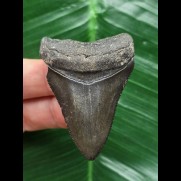 5.4 cm black tooth of Megalodon