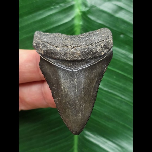 5.4 cm black tooth of Megalodon