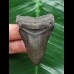 5.4 cm black tooth of Megalodon