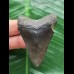 5.4 cm black tooth of Megalodon