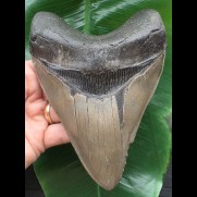 15,5 cm beeindruckender dunkler Zahn des Megalodon