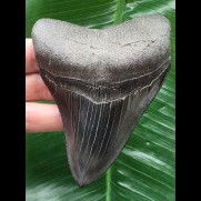 10,5 cm schwarzer glänzender Zahn des Megalodon
