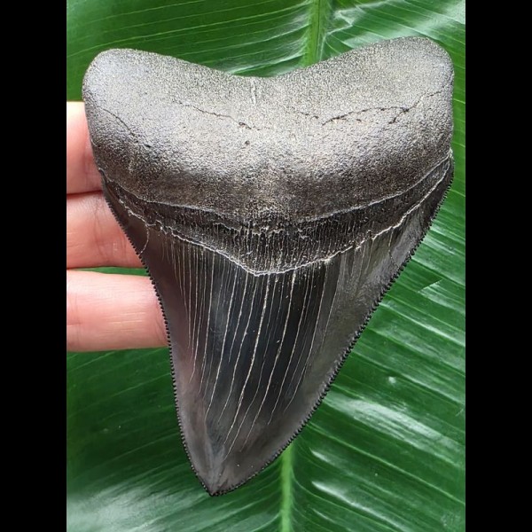 10,5 cm schwarzer glänzender Zahn des Megalodon 10,5 cm schwarzer glänzender Zahn des Megalodon