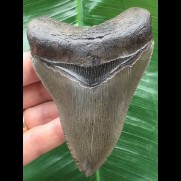 10,5 cm cm schöner graubrauner Zahn des Megalodon