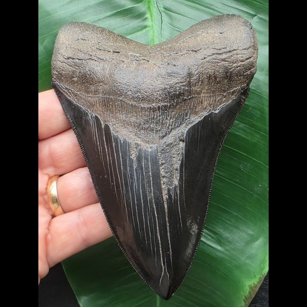 12,9 cm spitzer scharfer Zahn des Megalodon [TZ191]