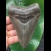11,5 cm graublauer scharfer Zahn des Megalodon [TZ192]