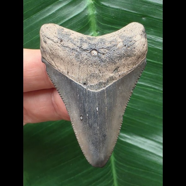 5,8 cm glänzender Zahn des Megalodon