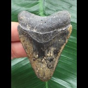 6,3 cm gemusterter Zahn des Megalodon