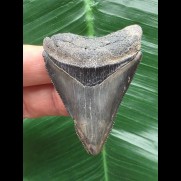 5,6 cm blauer Zahn des Megalodon