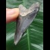 5,6 cm blauer Zahn des Megalodon