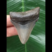 5,9 cm grauer Zahn des Megalodon