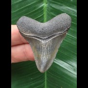 4,8 cm schön gerfärbter Zahn des Megalodon