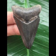 5,6 cm dolchförmiger Zahn des Megalodon