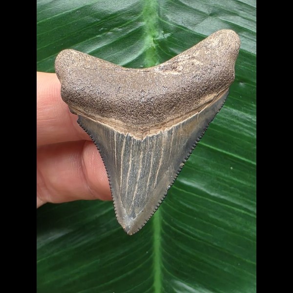 4,8 cm heller Zahn des Megalodon