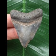 4,8 cm blaugrauer Zahn des Megalodon