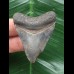 4,8 cm blaugrauer Zahn des Megalodon