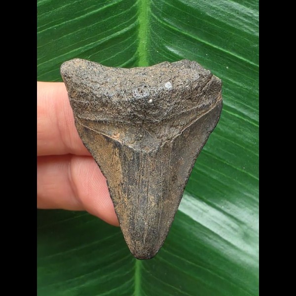 4,3 cm brauner Zahn des Megalodon