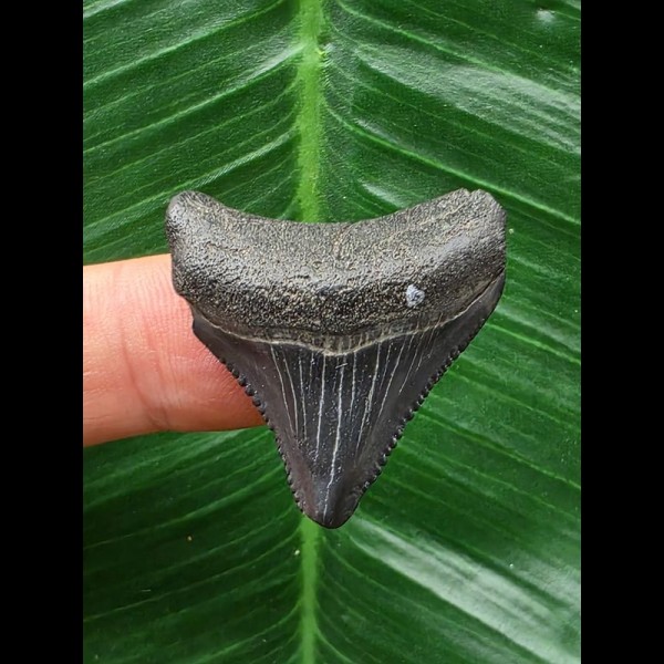 3,1 cm dunkler Zahn des Megalodon