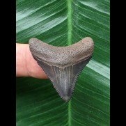 3,5 cm scharfer Zahn des Megalodon