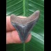 3,5 cm scharfer Zahn des Megalodon