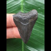 3,9 cm schwarzer Zahn des Megalodon