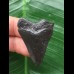3,9 cm schwarzer Zahn des Megalodon