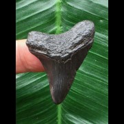 3,8 cm schwarzer Zahn des Megalodon