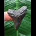 3,8 cm schwarzer Zahn des Megalodon