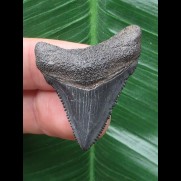 3,7 cm scharfer Zahn des Megalodon