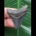 3,7 cm scharfer Zahn des Megalodon