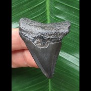 4,7 cm dunkler Zahn des Megalodon