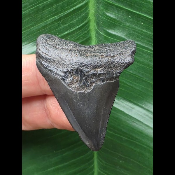 4,7 cm dunkler Zahn des Megalodon