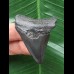 4,7 cm dunkler Zahn des Megalodon