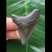4,7 cm dunkler Zahn des Megalodon