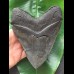 14,7 cm massiver breiter Zahn des Megalodon [TZ249]