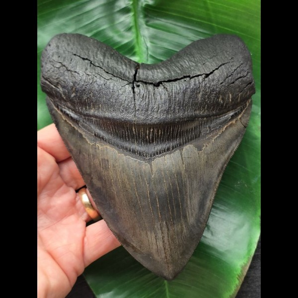 14,7 cm massiver breiter Zahn des Megalodon [TZ249]