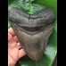 14,7 cm massiver breiter Zahn des Megalodon [TZ249]