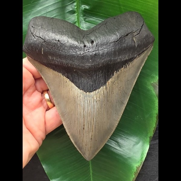 14,2 cm rasiermesserscharfer Zahn des Megalodon [TZ250]
