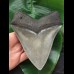 14,2 cm rasiermesserscharfer Zahn des Megalodon [TZ250]