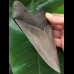14,2 cm rasiermesserscharfer Zahn des Megalodon [TZ250]