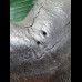 14,2 cm rasiermesserscharfer Zahn des Megalodon [TZ250]