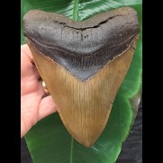 14,9 cm massiver anteriorer  Zahn des Megalodon