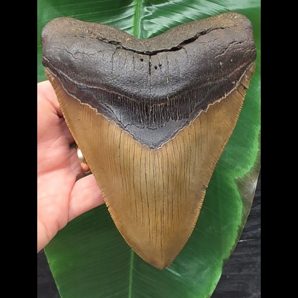 14,9 cm massiver anteriorer  Zahn des Megalodon [TZ251]