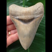 11,0 cm Zahn des Megalodon aus LeeCreek