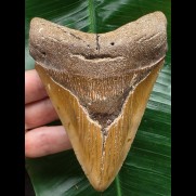 11,5 cm rotbrauner Zahn des Megalodon