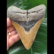 11,5 cm brauner Zahn des Megalodon