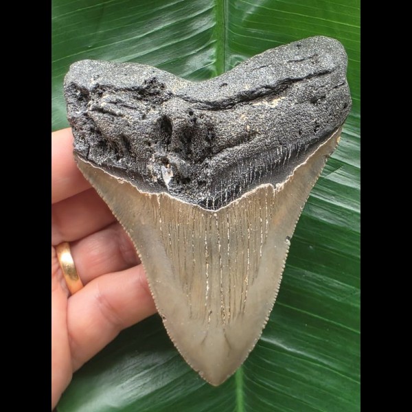10,5 cm scharfer grauer Zahn des Megalodon