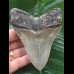 10,5 cm scharfer grauer Zahn des Megalodon