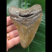 10,3 cm brauner Zahn des Megalodon