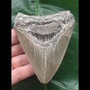 10,4 cm schön gefärbter Zahn des Megalodon